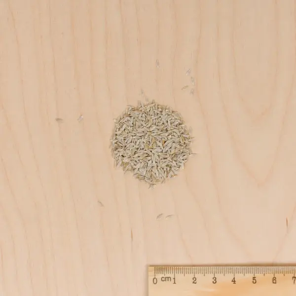 Potagères - Laitue Batavia Great Lakes 119 - MEDIA_3D